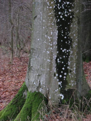 Beech with moss and lichen II