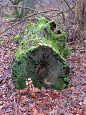 Old oak