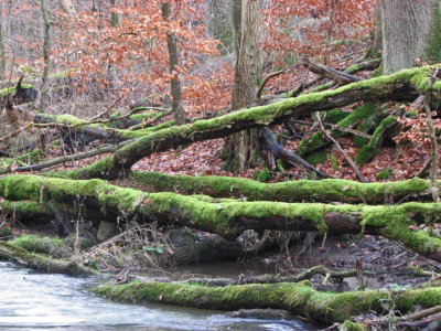 Tjute creek II