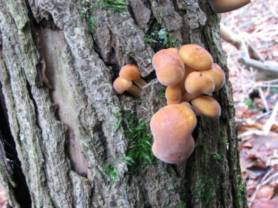 Velvet Shank; Flammulina velutipes; Vinterskivling