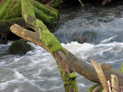 Tjute creek IV