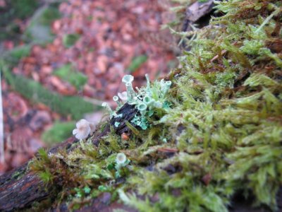 Cladonia ramulosa; Grynig bgarlav