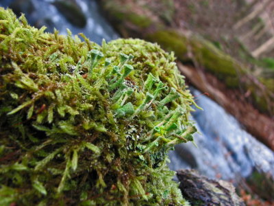 Cladonia ramulosa; Grynig bgarlav