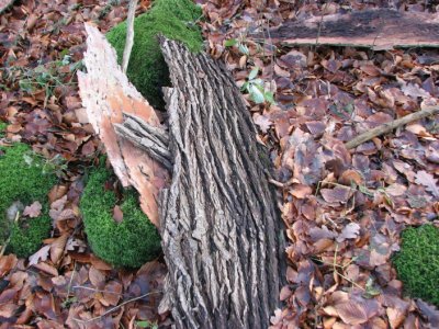 Bark of Elm