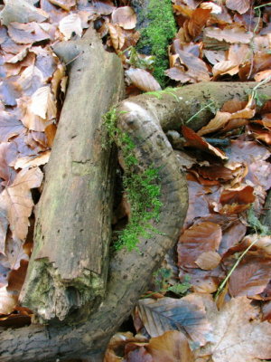 Old branches