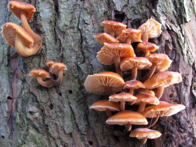 Velvet Shank; Flammulina velutipes; Vinterskivling