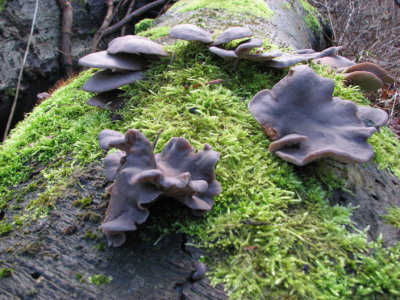 Oyester mushroom; Pleurotus ostreatus; Ostronskivling
