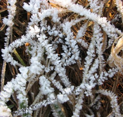Graas with frost