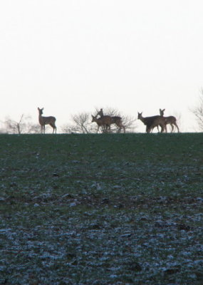 Roe deer; Rdjur; Capreolus capreolus