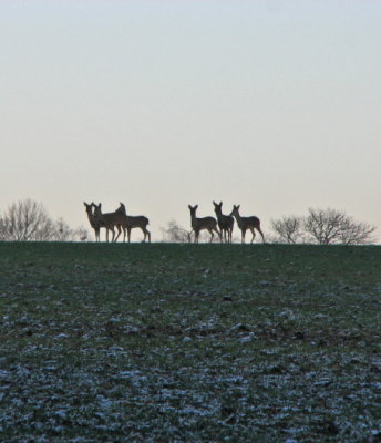 Roe deer; Rdjur; Capreolus capreolus