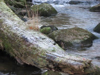 Frozen aligator ?