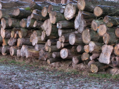 Logs of oak