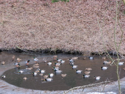 Mallards in the pond