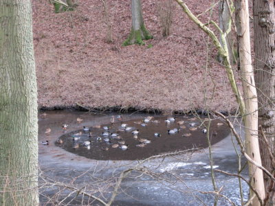 Mallards in the pond