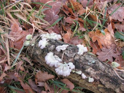 Meruliopsis corium