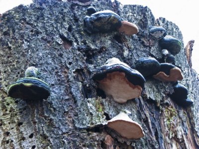 Hoof Fungus; Fnsketicka ; Fomes fomentarius