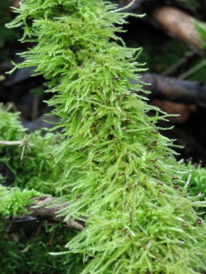 Moss