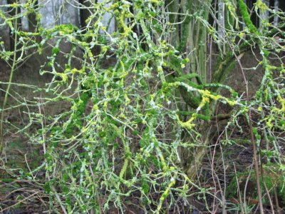 Lichen on shrub