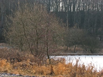 Alder, Klibbal, Alnus glutinosa