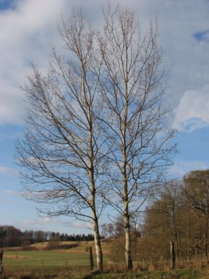 Aspen, Asp, Populus tremula