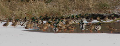 Mallards