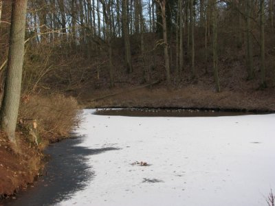 Mallards in the small pond