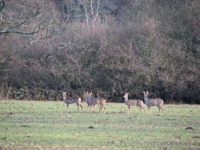 Roe deer; Rdjur; Capreolus capreolus