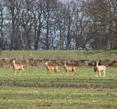 Roe deer; Rdjur; Capreolus capreolus