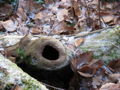 Branch with hole I