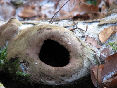 Branch with hole II