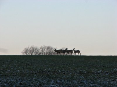 Roe deer; Rdjur; Capreolus capreolus