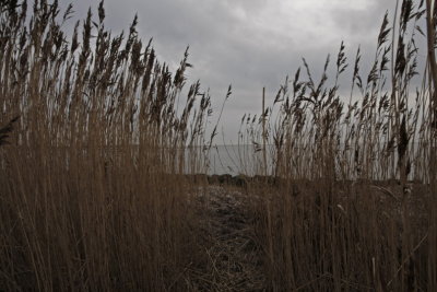 Reed