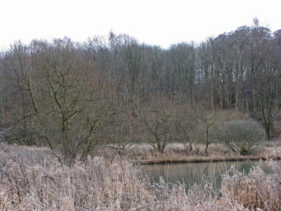 Ice on the pond II