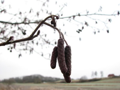 Alder; Klibbal; Alnus glutinosa II