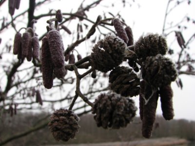 Alder; Klibbal; Alnus glutinosa III
