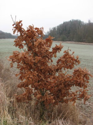Last years leaves (Oak)