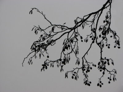 Alder; Klibbal; Alnus glutinosa IV