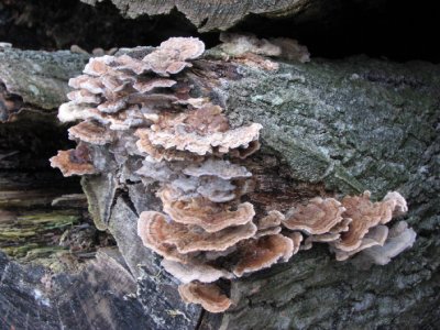 Many-zoned Polypore, Sidenticka ,(Trametes versicolor)