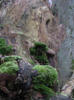 Old stump with moss