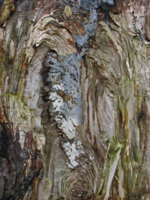 Tree and fungi art