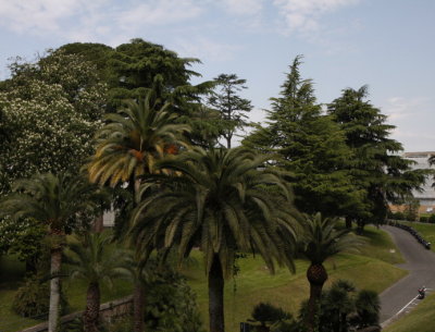 View from Museo