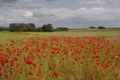 Field with poppies III