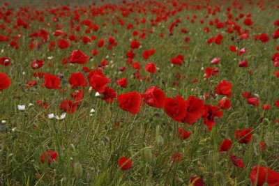 Field with poppies IV