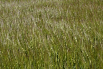 Barley