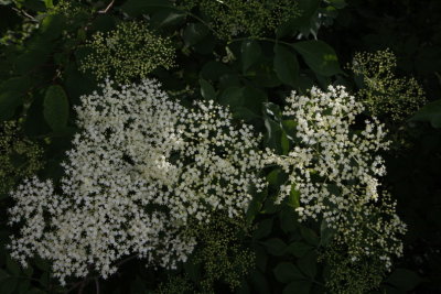 Elder, Flder, Sambucus nigra