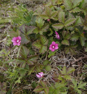 Artic Bramble, kerbr, Rubus arcticus