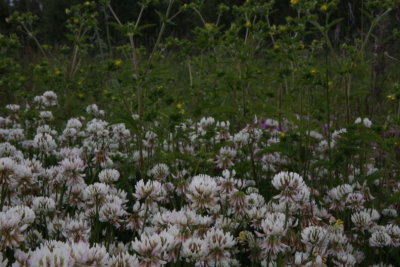 White clover, Vitklver, Trifolium repens