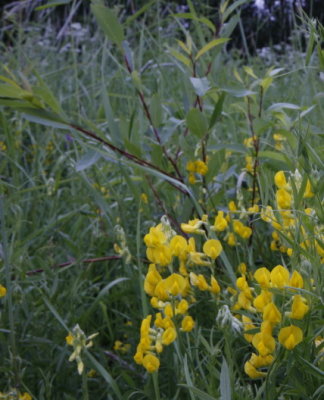 Meadow Vetchling, Gulvial, Lathyrus pratensis