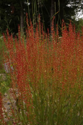 Common Sorrel, Ängssyra, Rumex acetosa