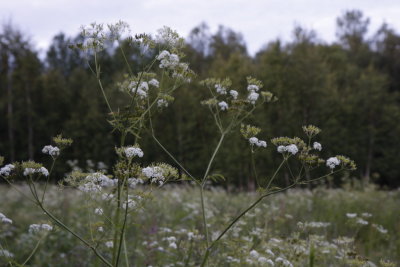 g1/00/739000/3/115380360.tElKUrbc.jpg